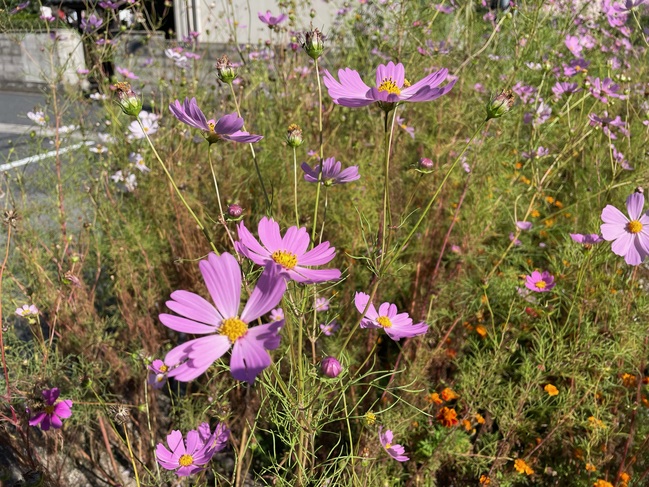 外のお花