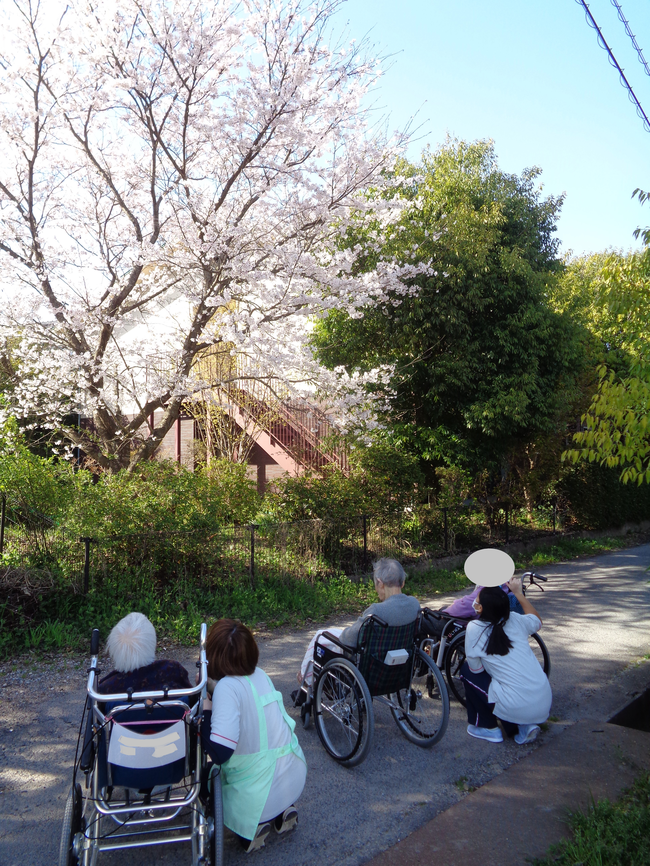 桜をみている様子